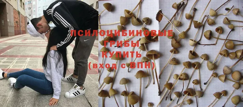 наркотики  Красногорск  Псилоцибиновые грибы Magic Shrooms 